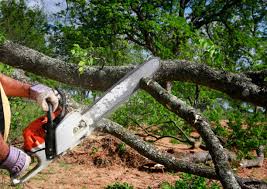 Lawn Renovation and Restoration in Three Points, AZ